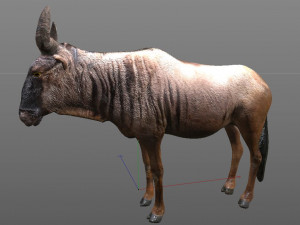 wildebeest rigged low poly animal Model 3D