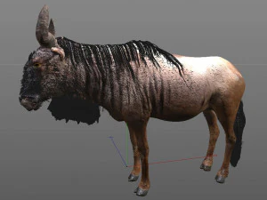 wildebeest rigged low poly animal 3D Model