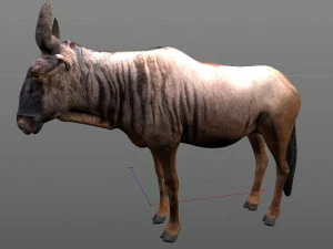 wildebeest rigged low poly animal 3D Model