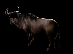 wildebeest rigged low poly animal Model 3D