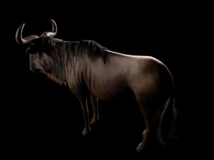 wildebeest rigged low poly animal 3D Model