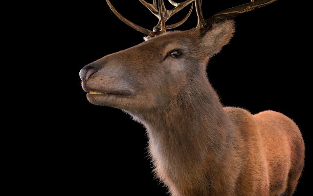 stag deer rigged low poly animal 3D-Modell .c4d .max .obj .3ds .fbx .stl .blend 