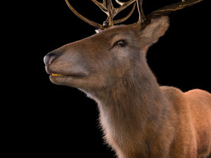 stag deer rigged low poly animal 3D Model