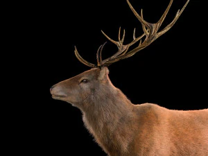 stag deer rigged low poly animal 3D Model