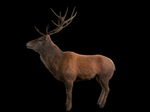 stag deer rigged low poly animal 3D Model