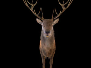 stag deer rigged low poly animal 3D Model