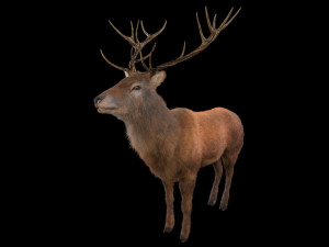 stag deer rigged low poly animal 3D-Modell