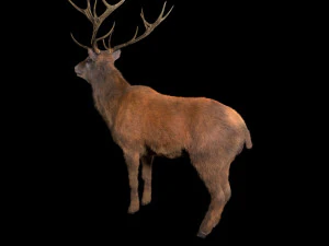 stag deer rigged low poly animal 3D Model