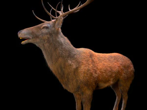 stag deer rigged low poly animal 3D Model