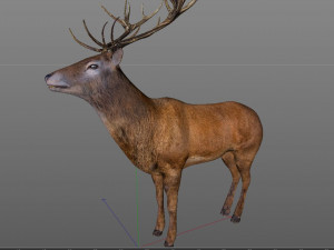stag deer rigged low poly animal 3D-Modell