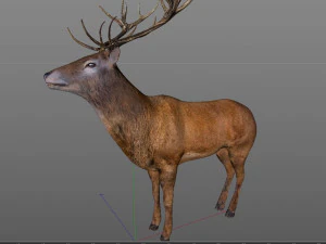 stag deer rigged low poly animal 3D Model