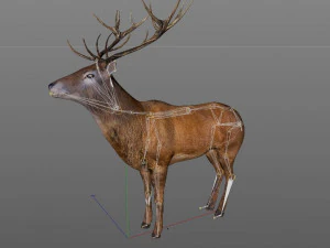 stag deer rigged low poly animal 3D Model