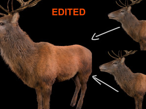 stag deer rigged low poly animal 3D-Modell