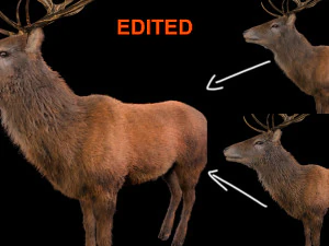 stag deer rigged low poly animal 3D Model