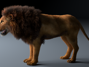 african lion hair fur rigged low poly animal Modelo 3D