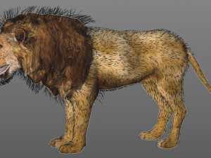 african lion hair fur rigged low poly animal Modelo 3D