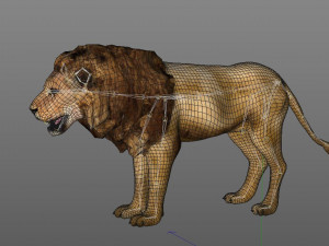 african lion hair fur rigged low poly animal Modelo 3D