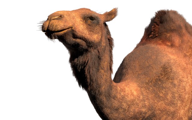 camel hair fur rigged low poly animal 3D Model .c4d .max .obj .3ds .fbx .stl .blend 
