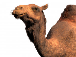 camel hair fur rigged low poly animal 3D Model