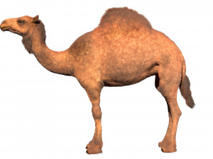 camel hair fur rigged low poly animal 3D Model