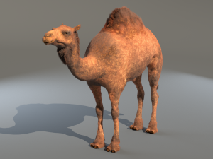 camel hair fur rigged low poly animal 3D Model