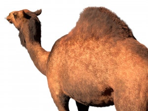 camel hair fur rigged low poly animal 3D Model