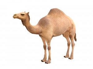 camel hair fur rigged low poly animal 3D Model