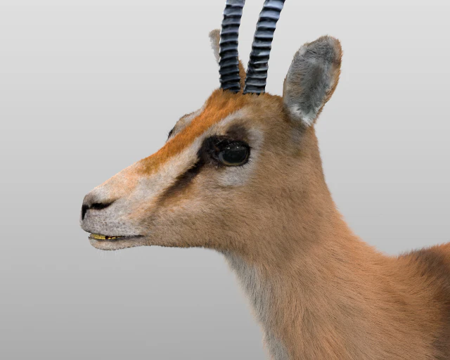 thompson gazelle hair fur rigged low poly animal 3D Model .c4d .max .obj .3ds .fbx .stl .blend 