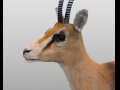 Thompson Gazelle Hair Fur Rigged Low Poly Animal 3D Model