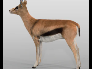 thompson gazelle hair fur rigged low poly animal 3D Model