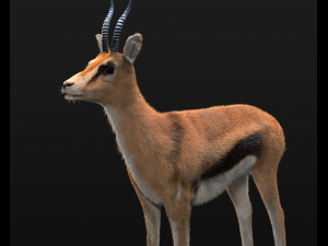 thompson gazelle hair fur rigged low poly animal 3D 모델