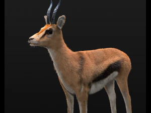 thompson gazelle hair fur rigged low poly animal 3D Model