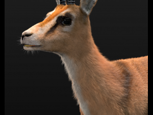thompson gazelle hair fur rigged low poly animal 3D 모델