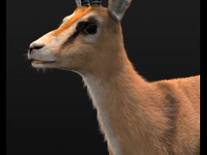thompson gazelle hair fur rigged low poly animal 3D Model