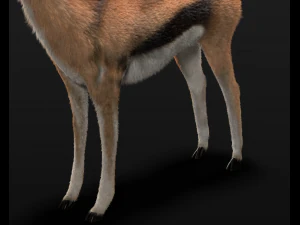 thompson gazelle hair fur rigged low poly animal 3D Model