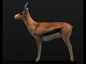 thompson gazelle hair fur rigged low poly animal 3D Model