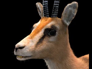 thompson gazelle hair fur rigged low poly animal 3D Model