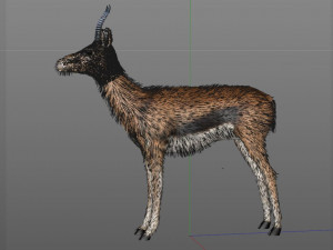 thompson gazelle hair fur rigged low poly animal 3D 모델