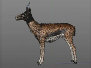 thompson gazelle hair fur rigged low poly animal 3D Model
