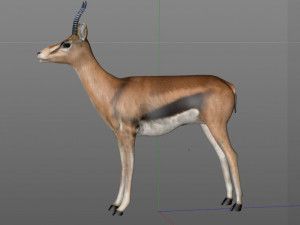 thompson gazelle hair fur rigged low poly animal 3D 모델