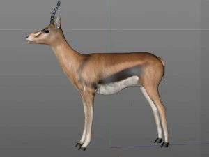 thompson gazelle hair fur rigged low poly animal 3D Model