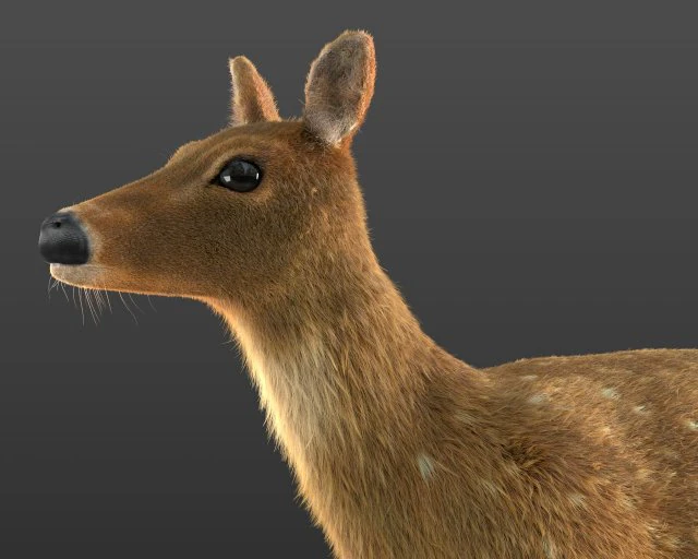 pelliccia di pelo di cervo cheetal truccata animale low poly Modello 3D .c4d .max .obj .3ds .fbx .stl .blend