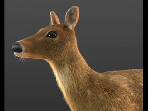 cheetal deer hair fur rigged low poly animal 3D Model