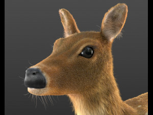 cheetal deer hair fur rigged low poly animal 3D Model