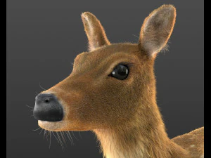 pelliccia di pelo di cervo cheetal truccata animale low poly Modello 3D