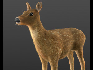 cheetal deer hair fur rigged low poly animal 3D Model