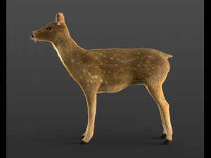 cheetal deer hair fur rigged low poly animal 3D Model
