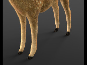 cheetal deer hair fur rigged low poly animal 3D Model