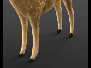 pelliccia di pelo di cervo cheetal truccata animale low poly Modello 3D