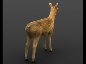cheetal deer hair fur rigged low poly animal 3D Model